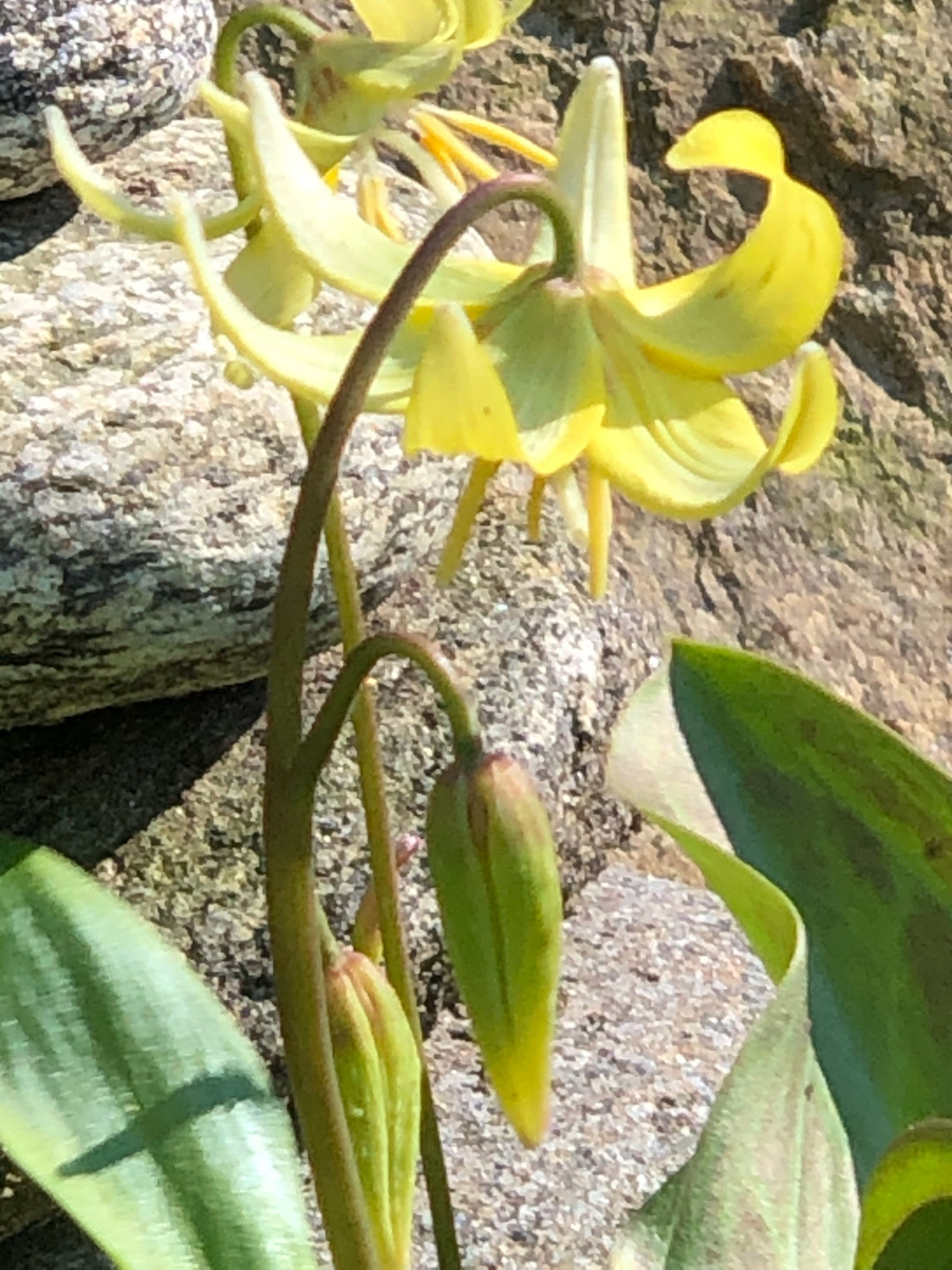 bright yellow, drooping flowers