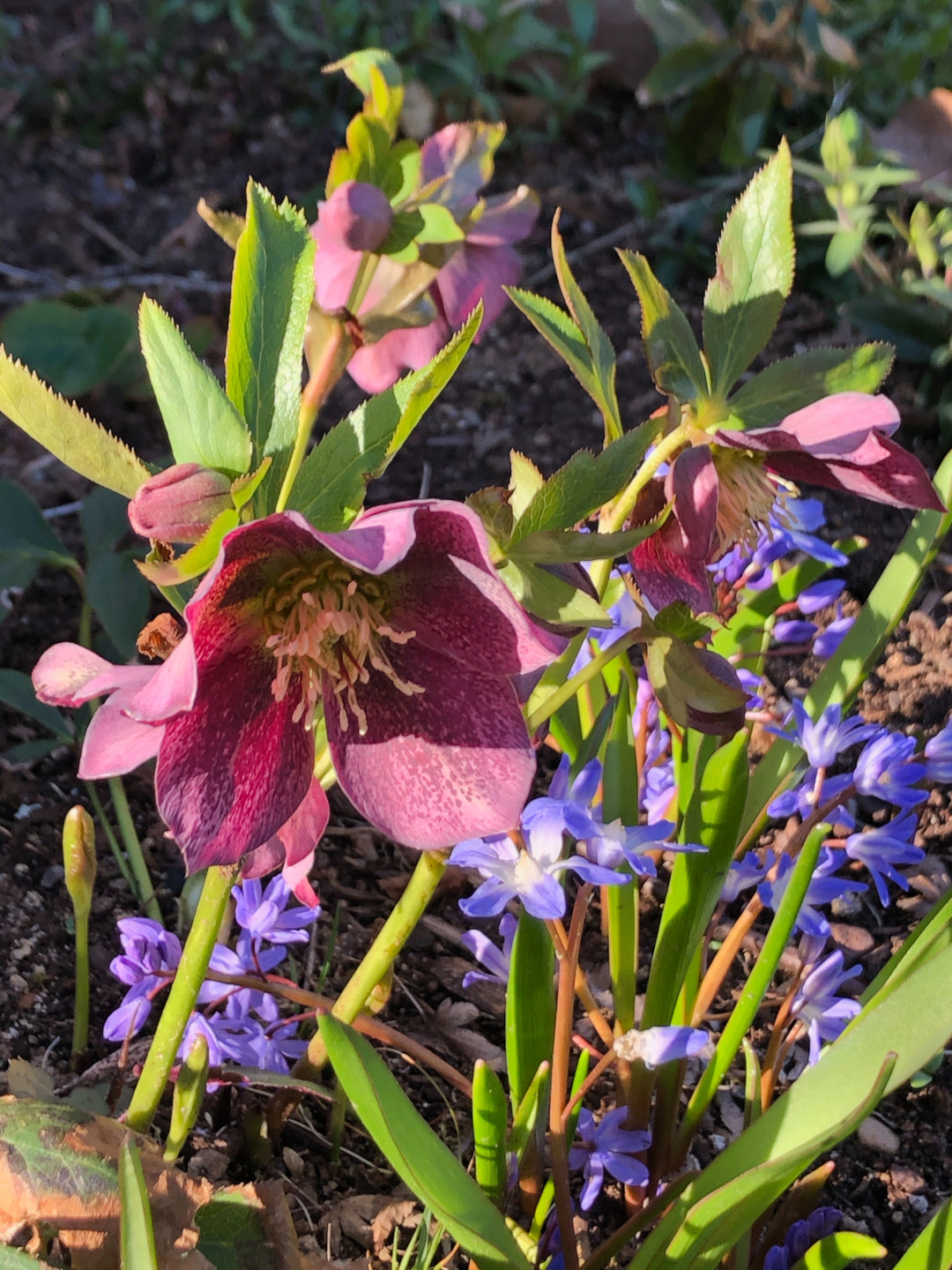 pink flowers in front of purple flowers