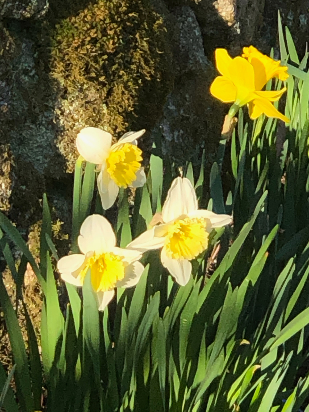 yellow daffodils