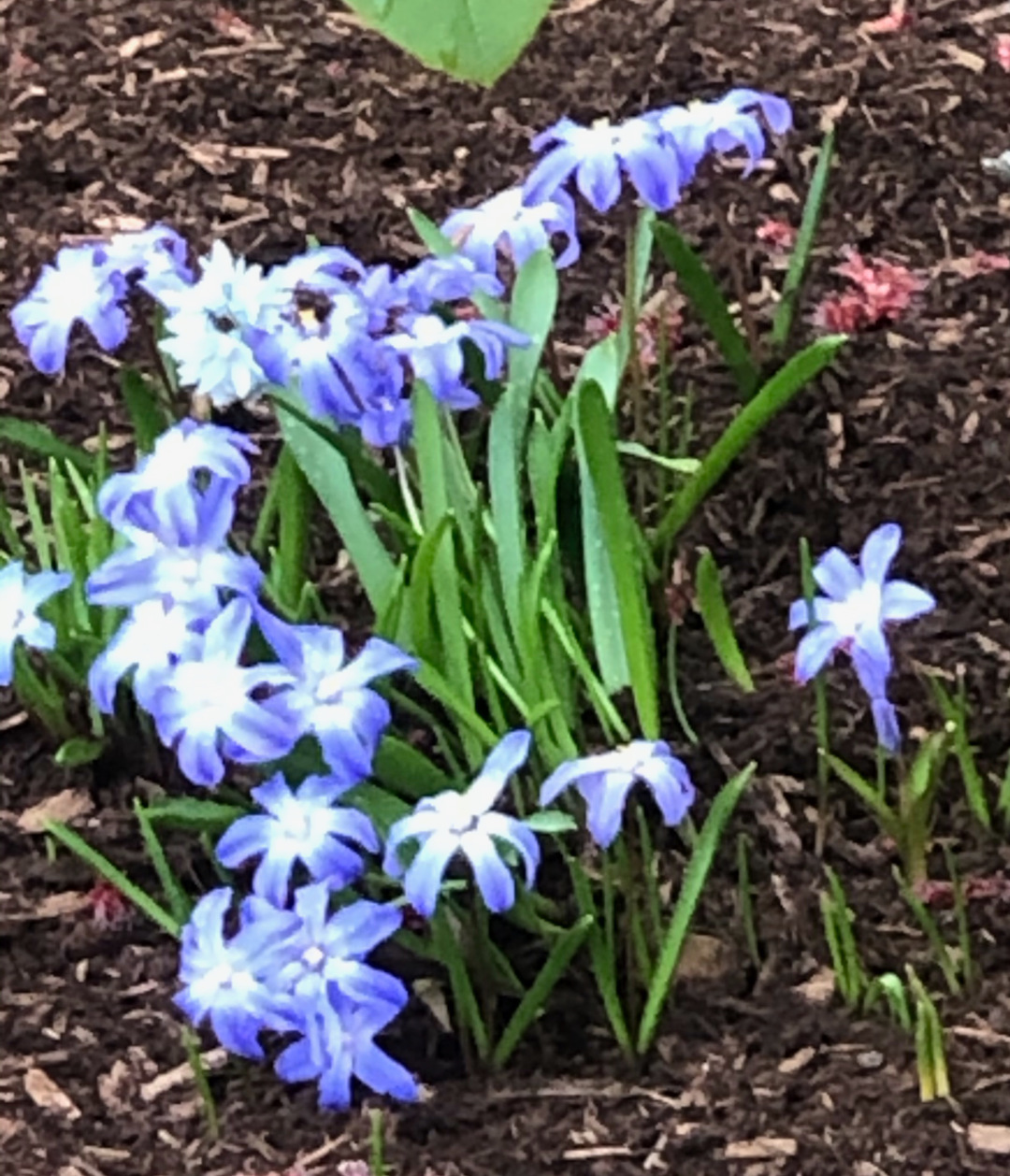 blue and white flowers