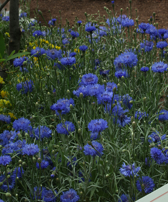 blue annual flowers