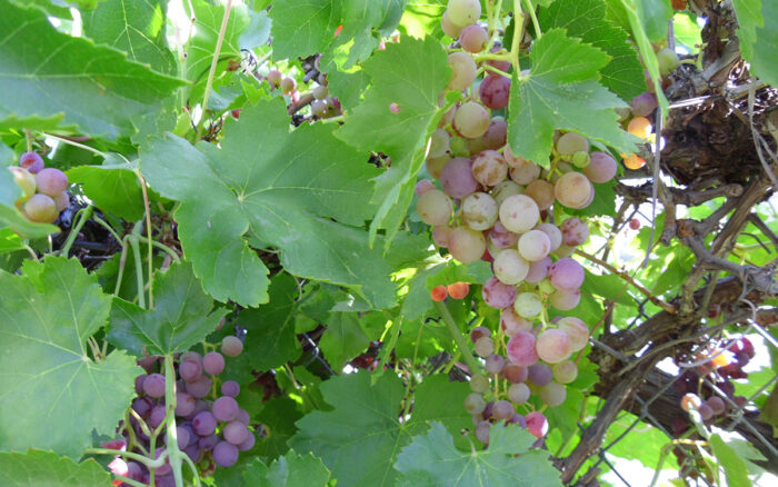 Flame Seedless grapes