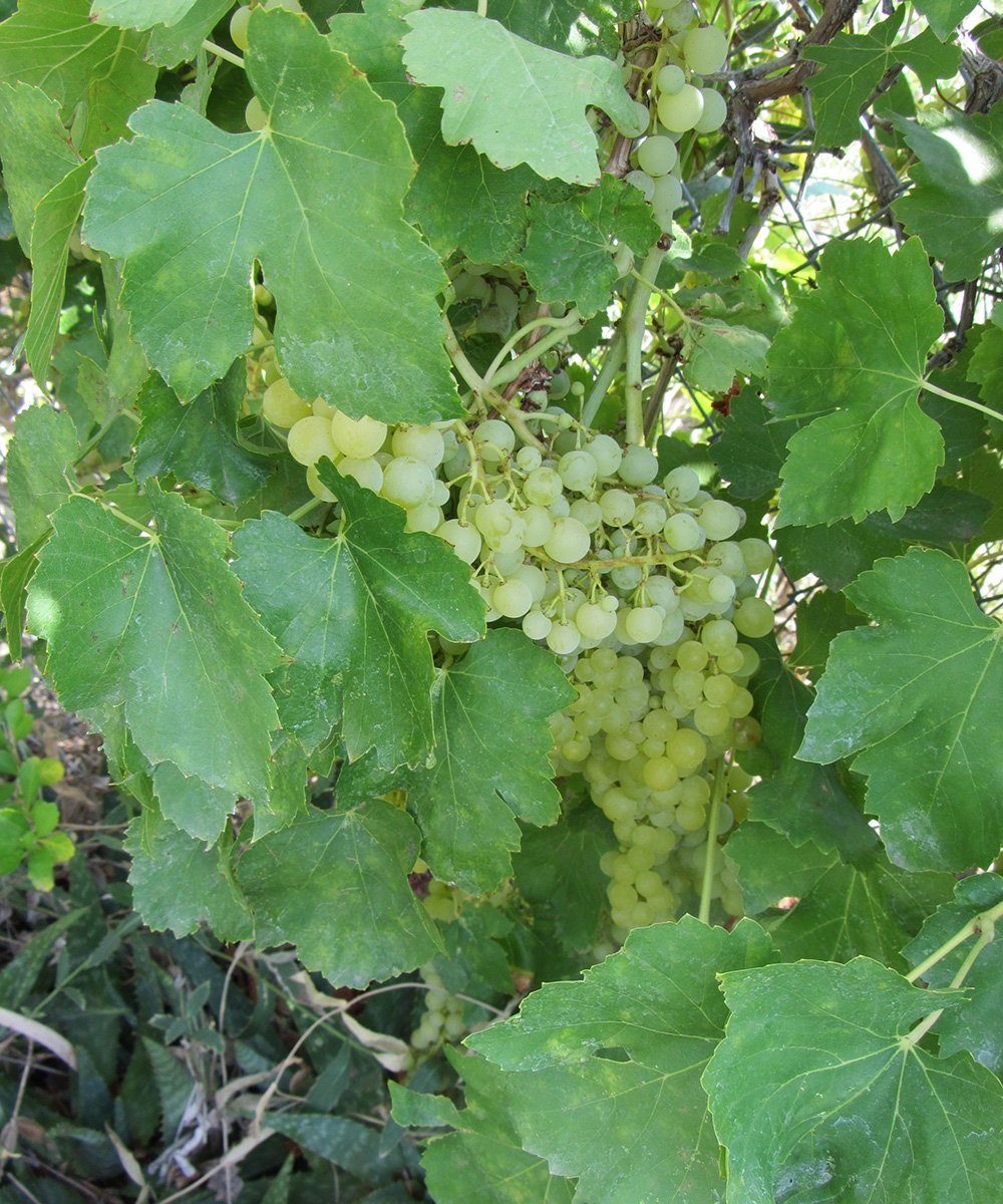 Thompson Seedless Grape, Vitis vinifera 'Thompson Seedless