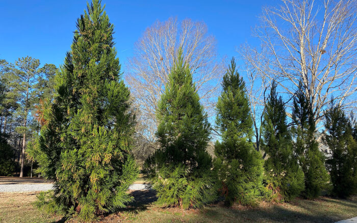 shrubs for screening