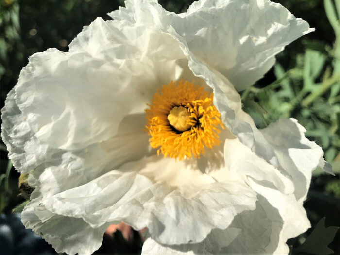 northern california native plants