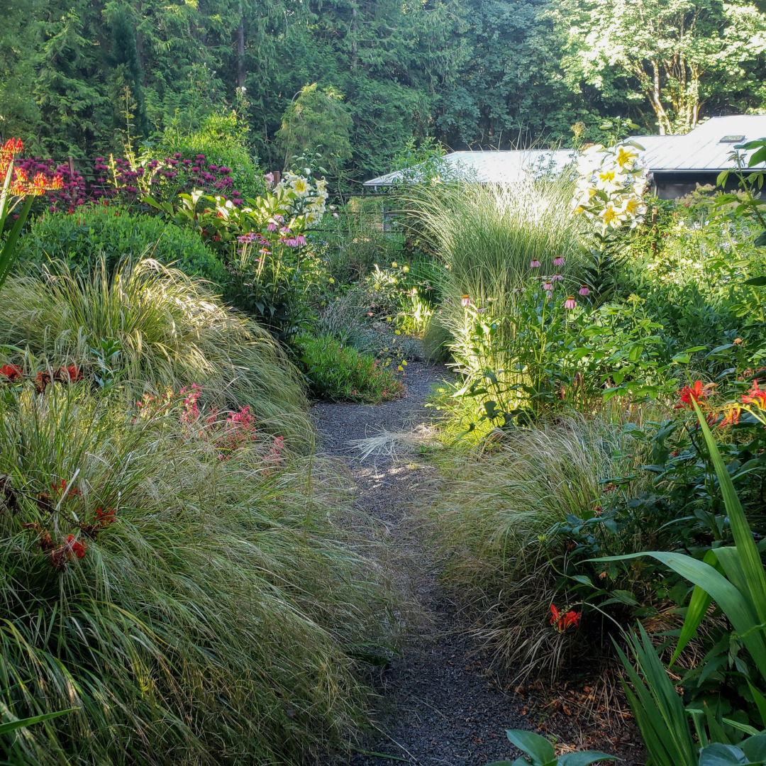 garden path with lots of ornamental grass