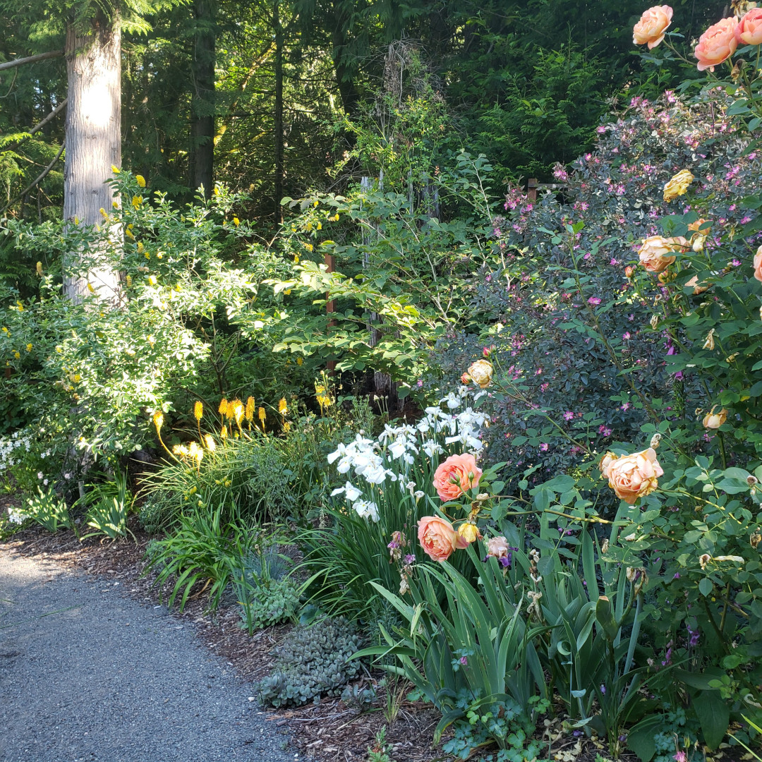 garden bed full of flowers of different colors