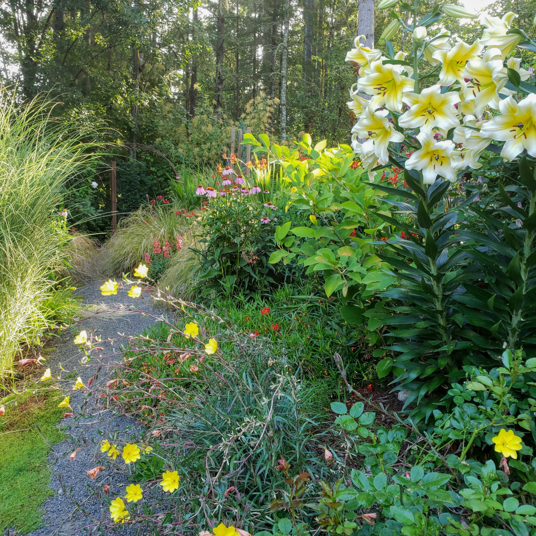 garden with large, white and yellow lilies in the foreground