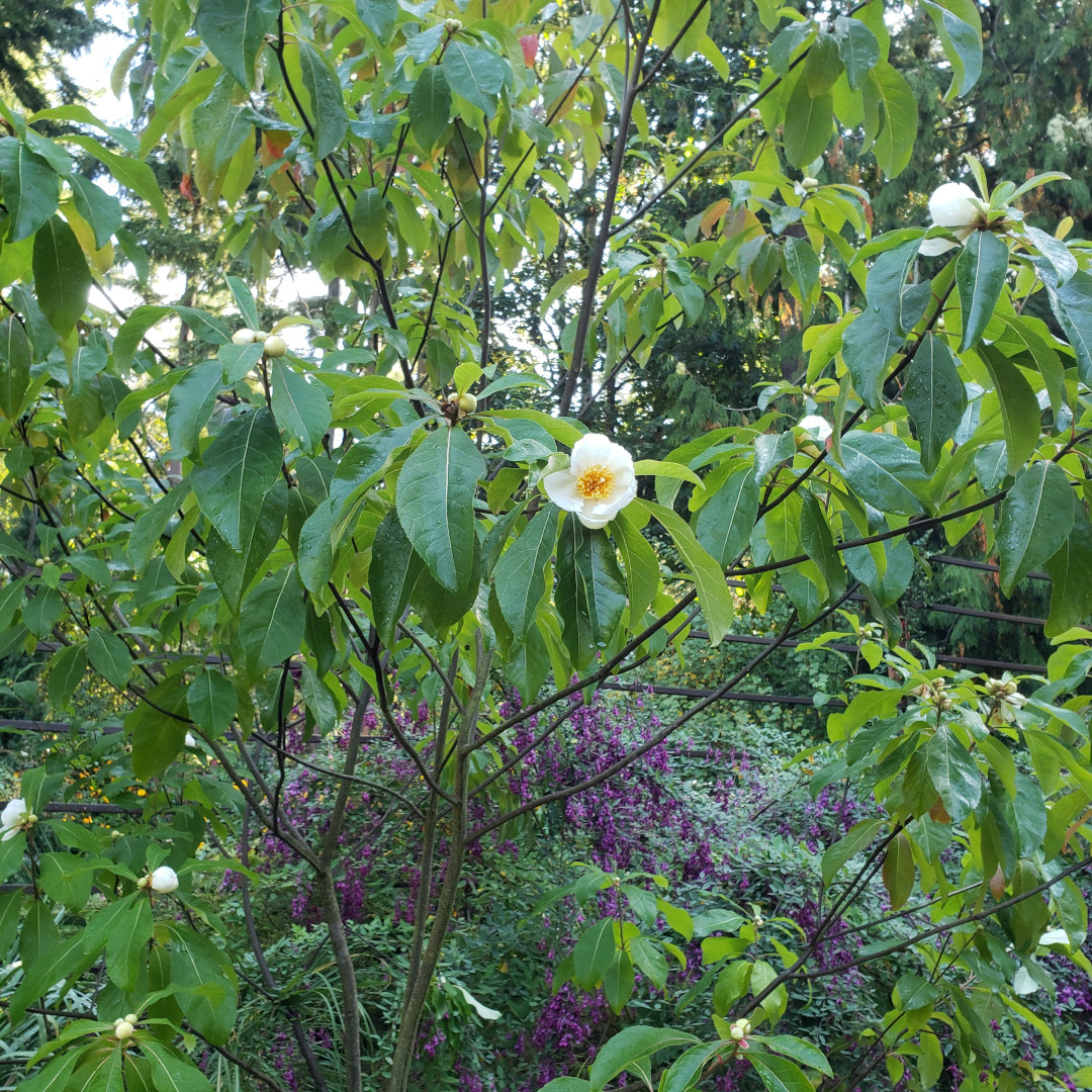 tree with white flowers in front of shrub with purple flowers