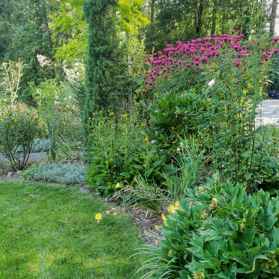 garden bed with a large pink bee balm plant