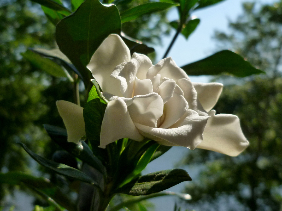 white gardenia flower