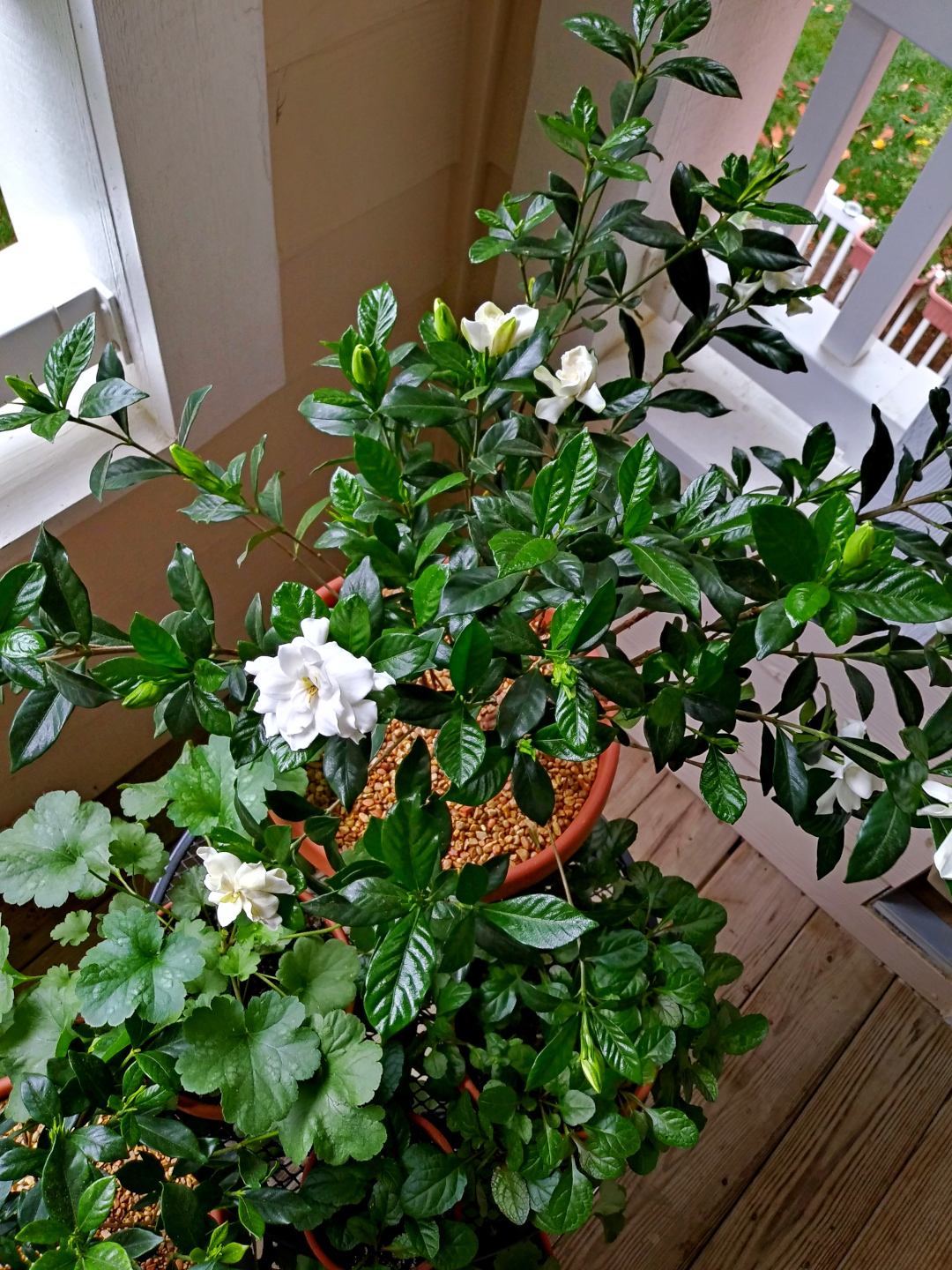 shrub with white flowers next to foliage plants