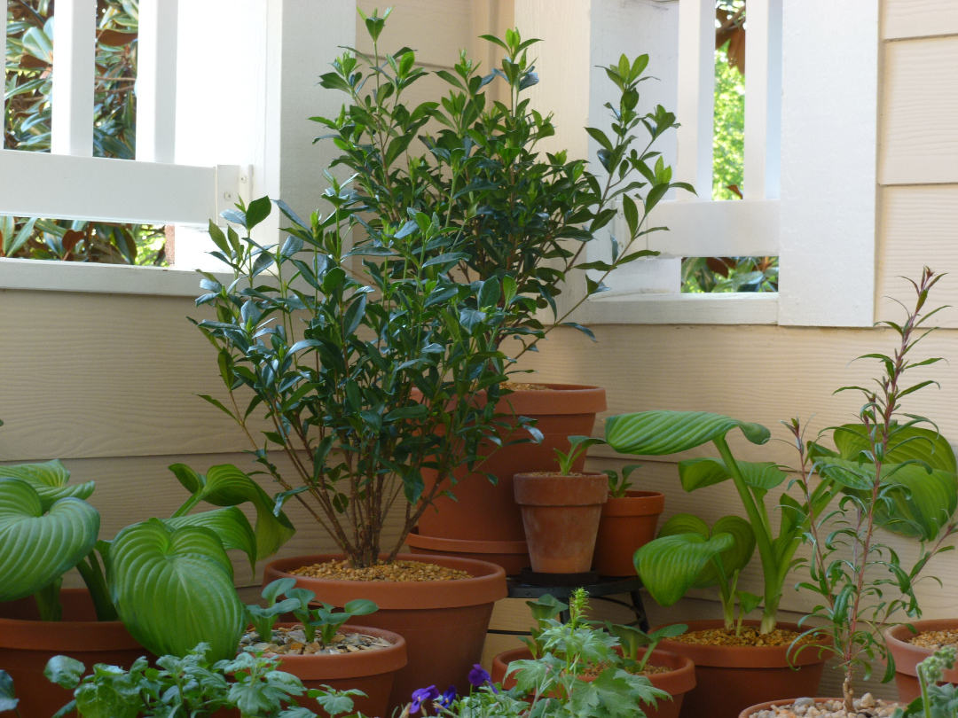 several foliage plants in separate terracotta pots 