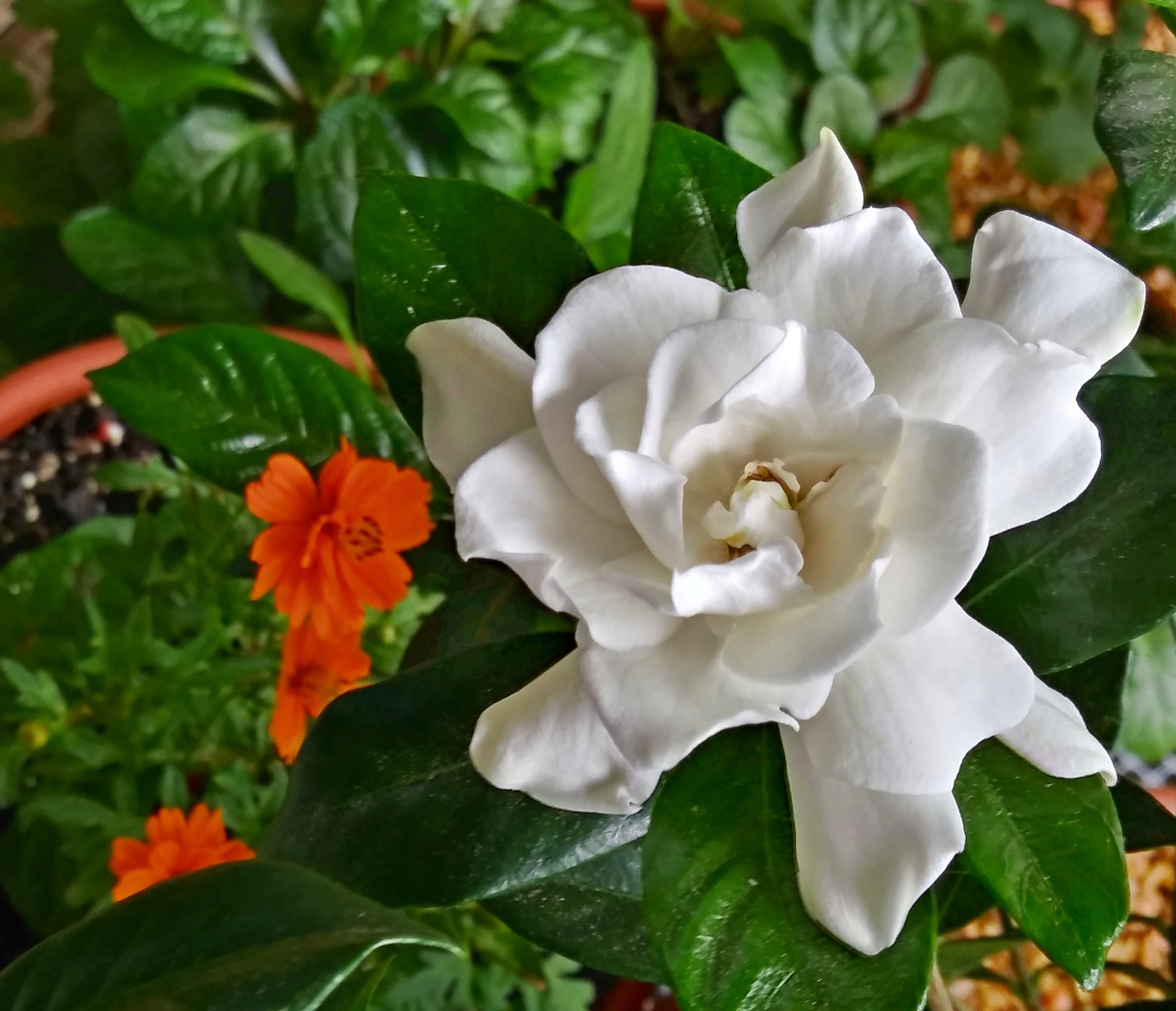 large white flower in front of small orange flowers