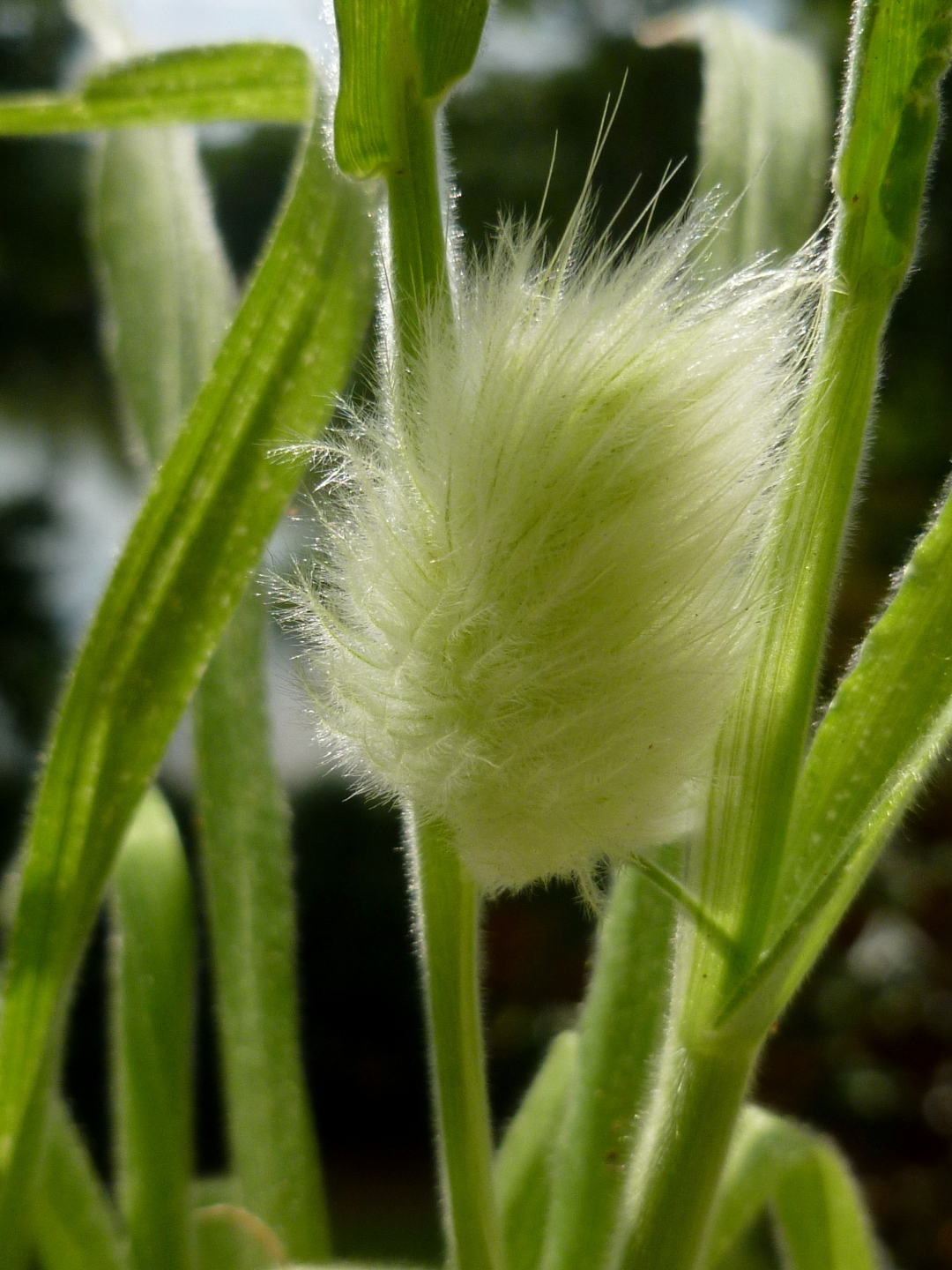 Lagurus ovatus close up