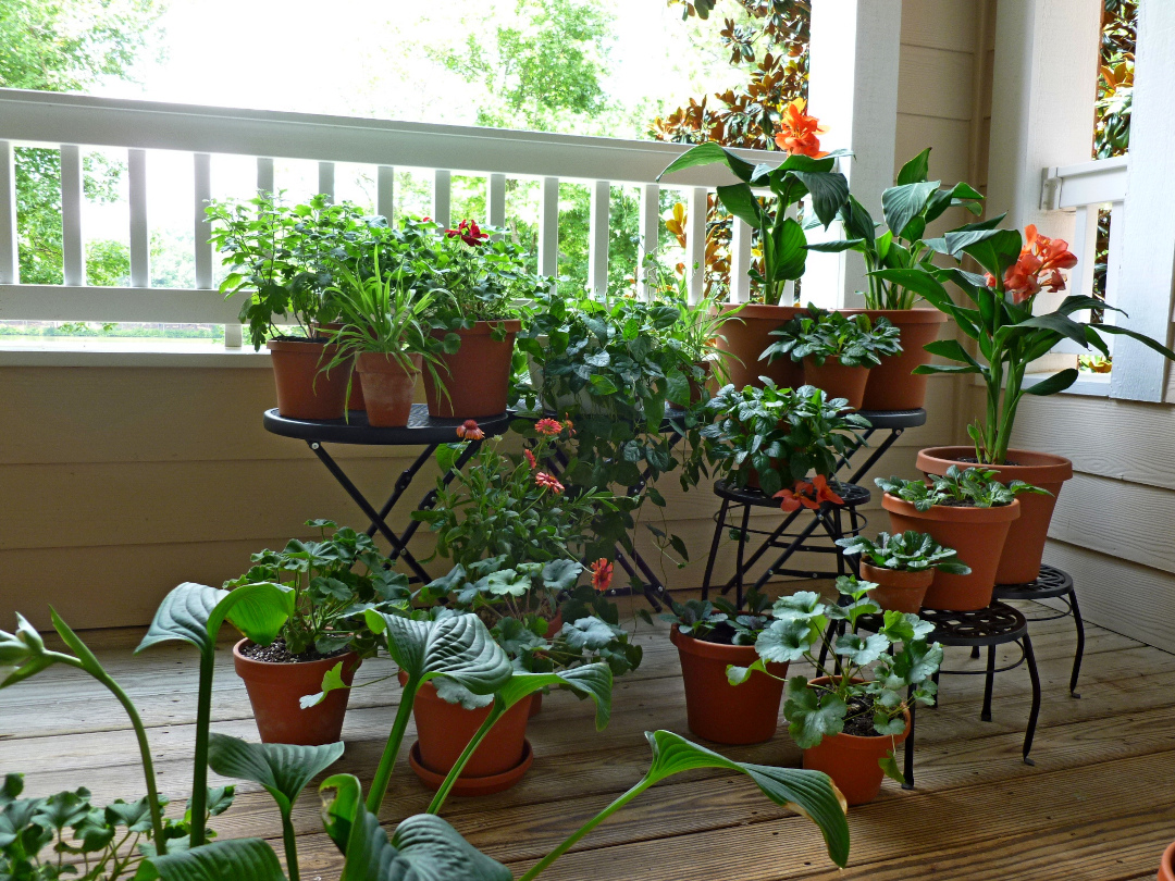 balcony full of plants in terracotta pots