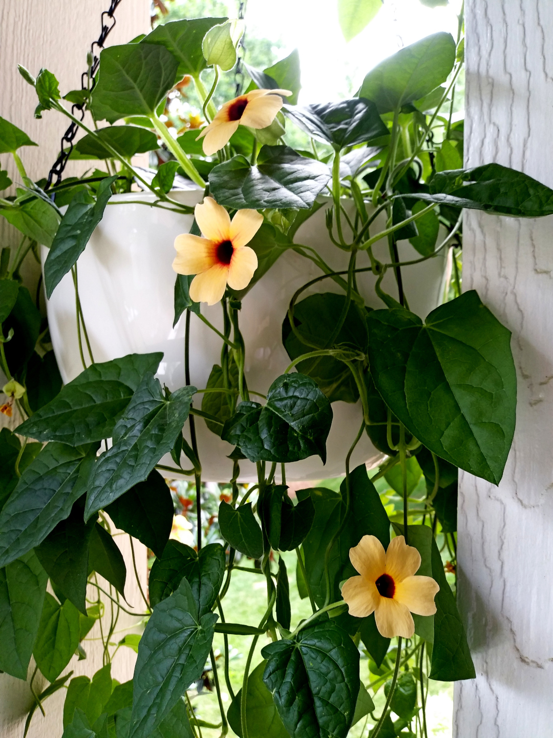 plant with pale yellow flowers in a hanging basket