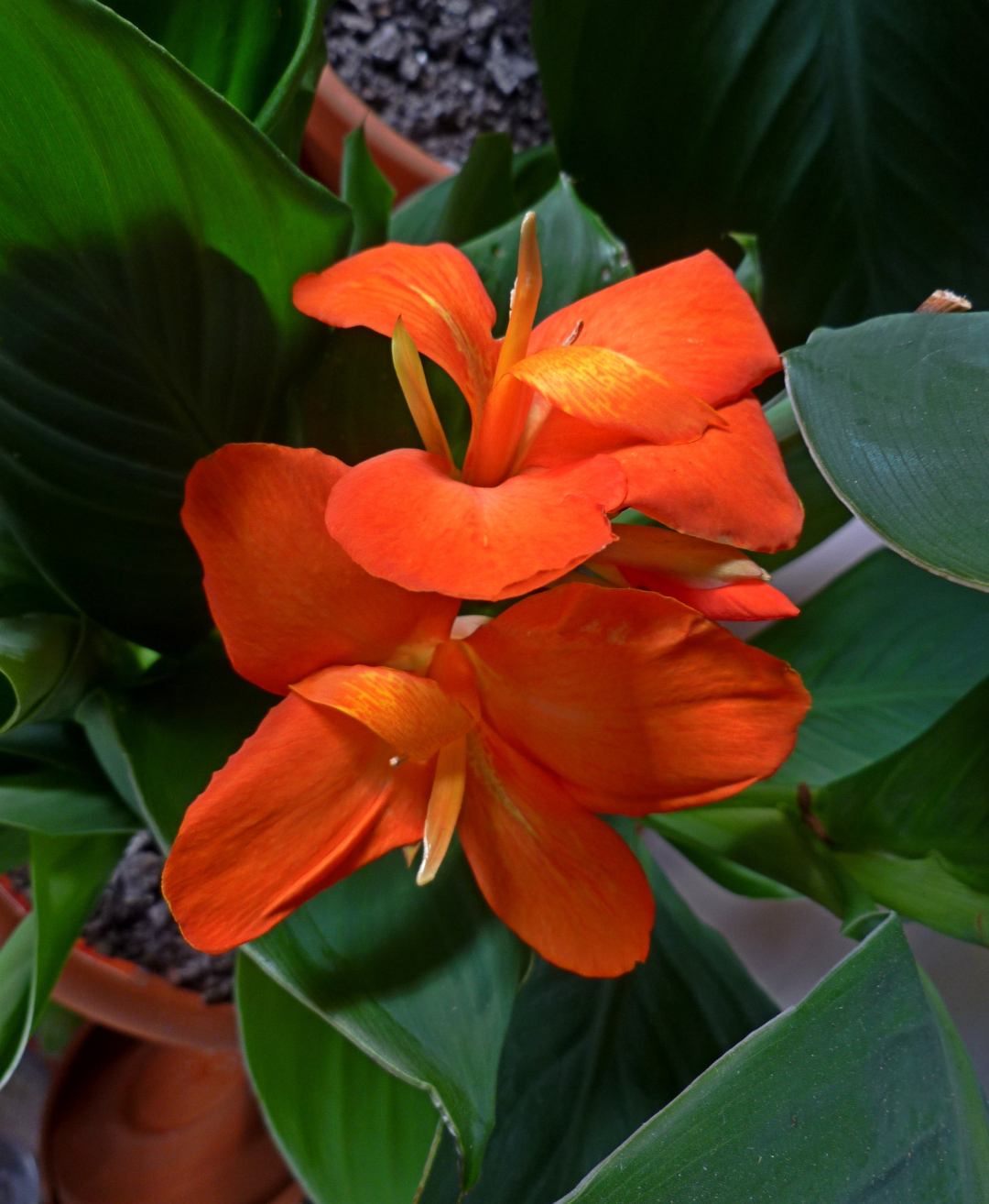 bright orange Canna flowers