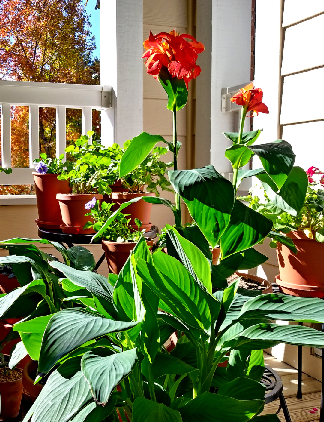 canna in bloom on the balcony