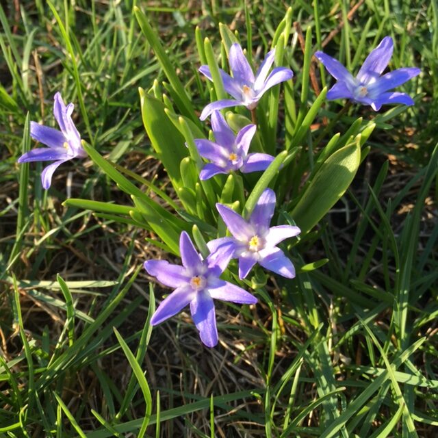 small purple flowers