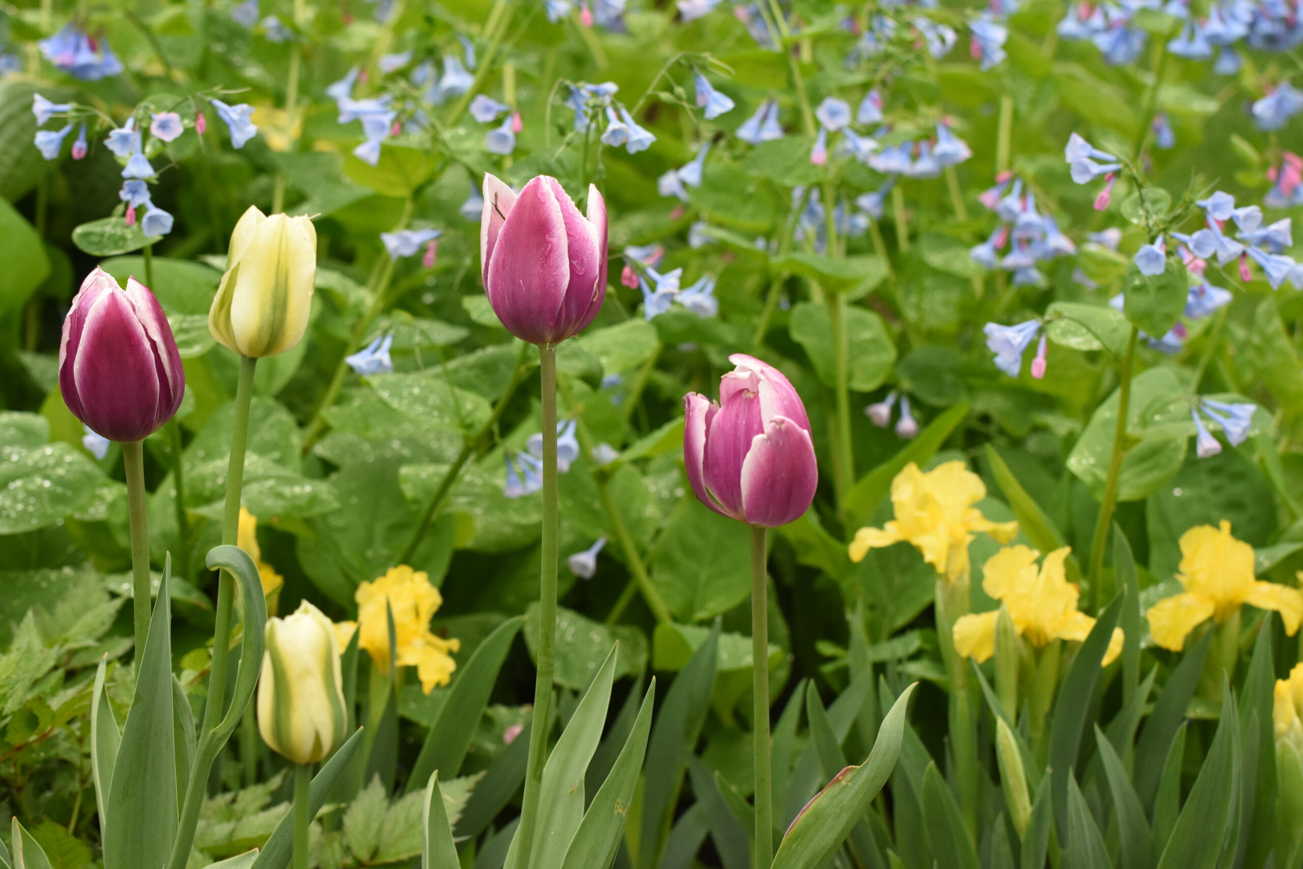 pink yellow and blue spring flowers