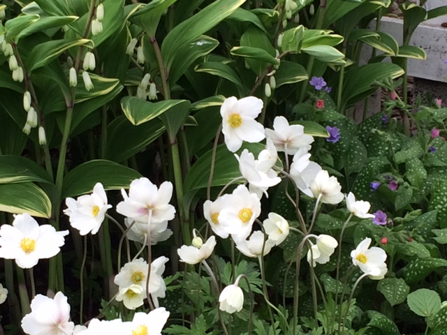 planting of white flowers