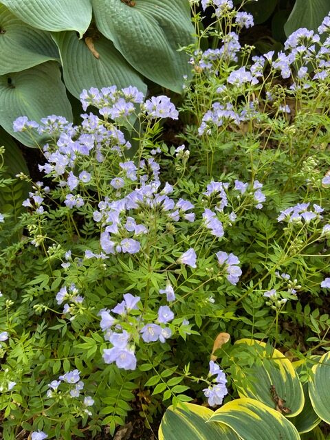 Jacob’s ladder light blue flowers