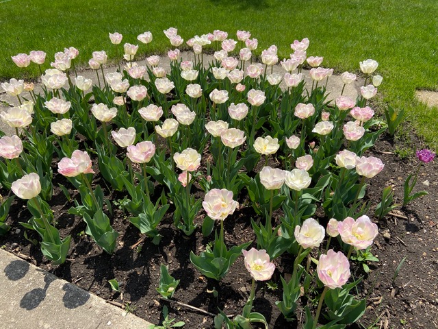 large clump of light pink and white tulips