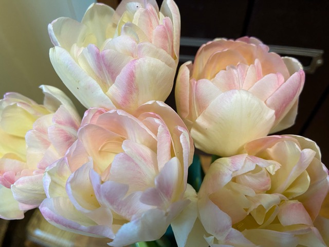 light pink tulips in a vase