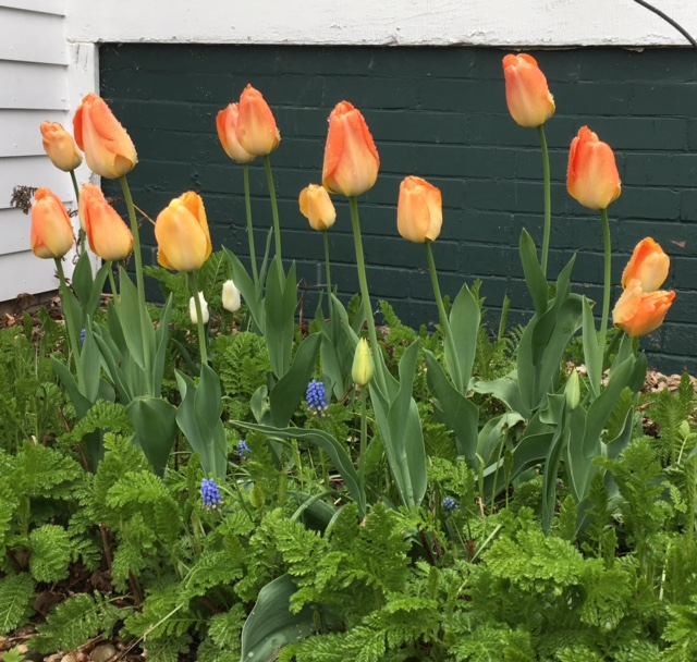 light orange tulips