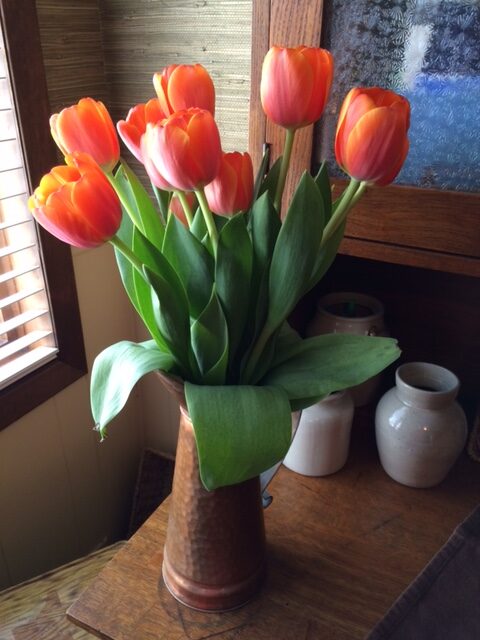 orange tulips in a vase