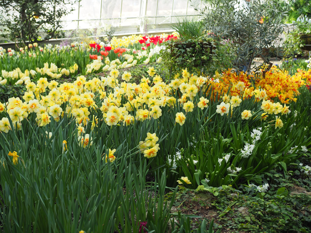 mass planting of yellow daffodils