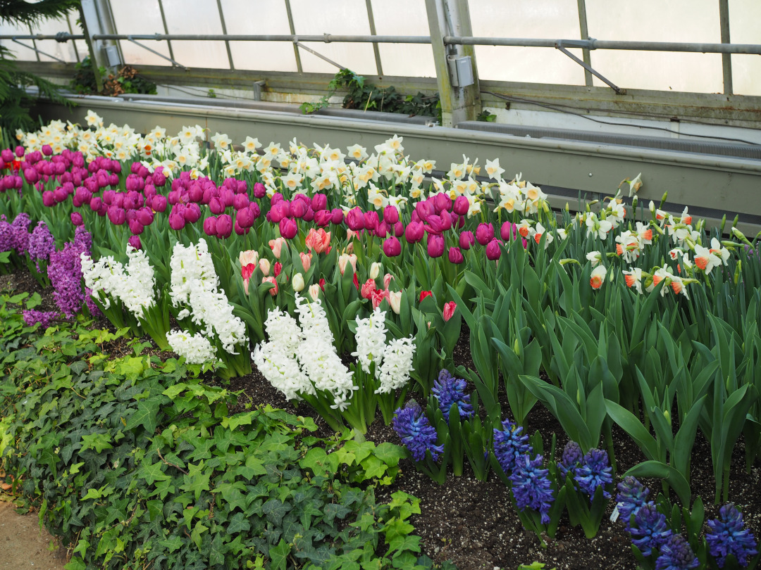 garden bed full of different spring bulbs