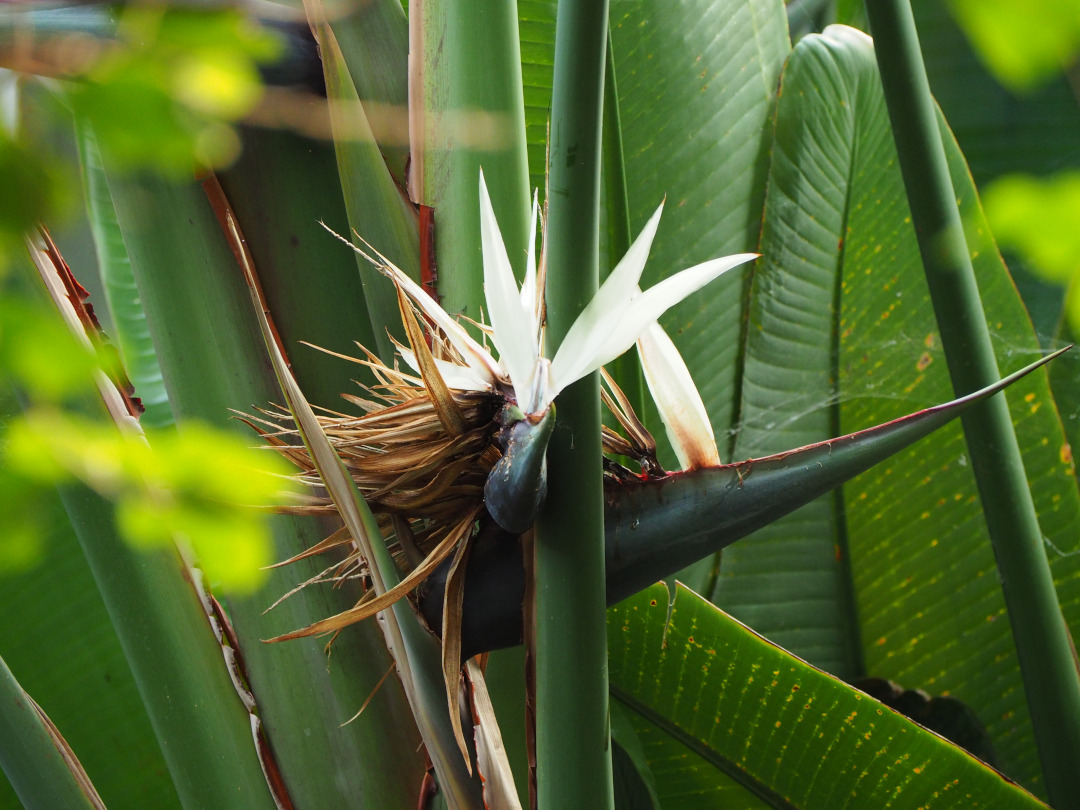 tropical plant with white flower