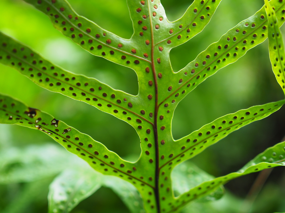 fern with lots of spores on the leaf