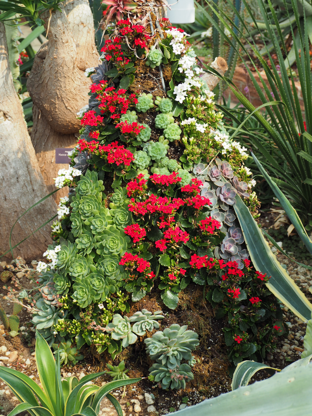 succulent planting with red flowers