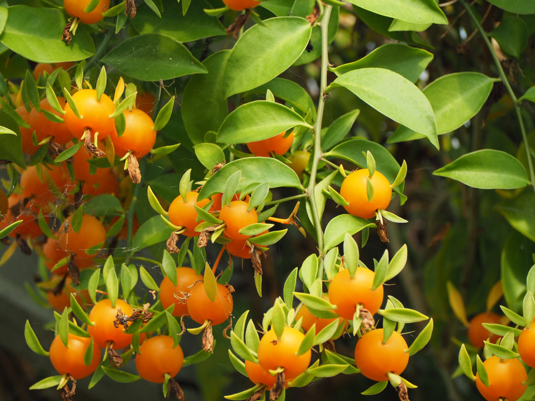 plant with strange orange fruit