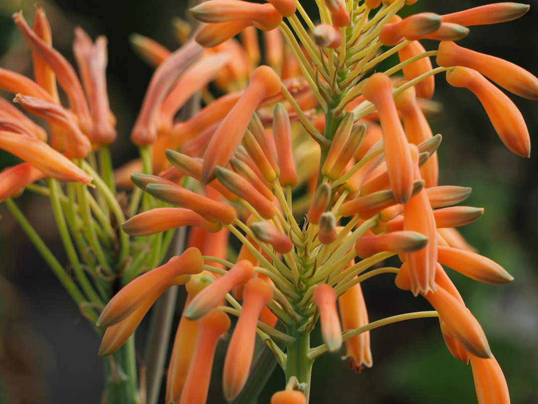 Aloe with light orange flowers