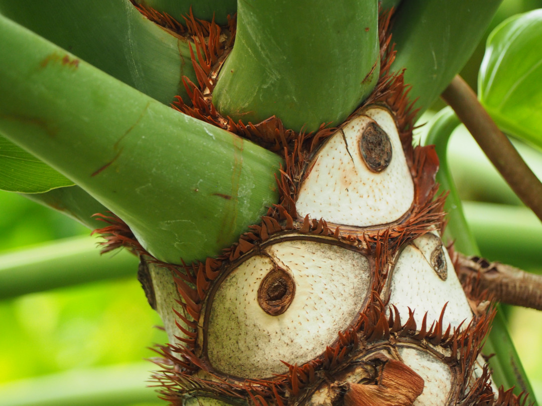 unusual stem of a plant