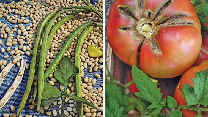 about the best new heirloom vegetables varieties