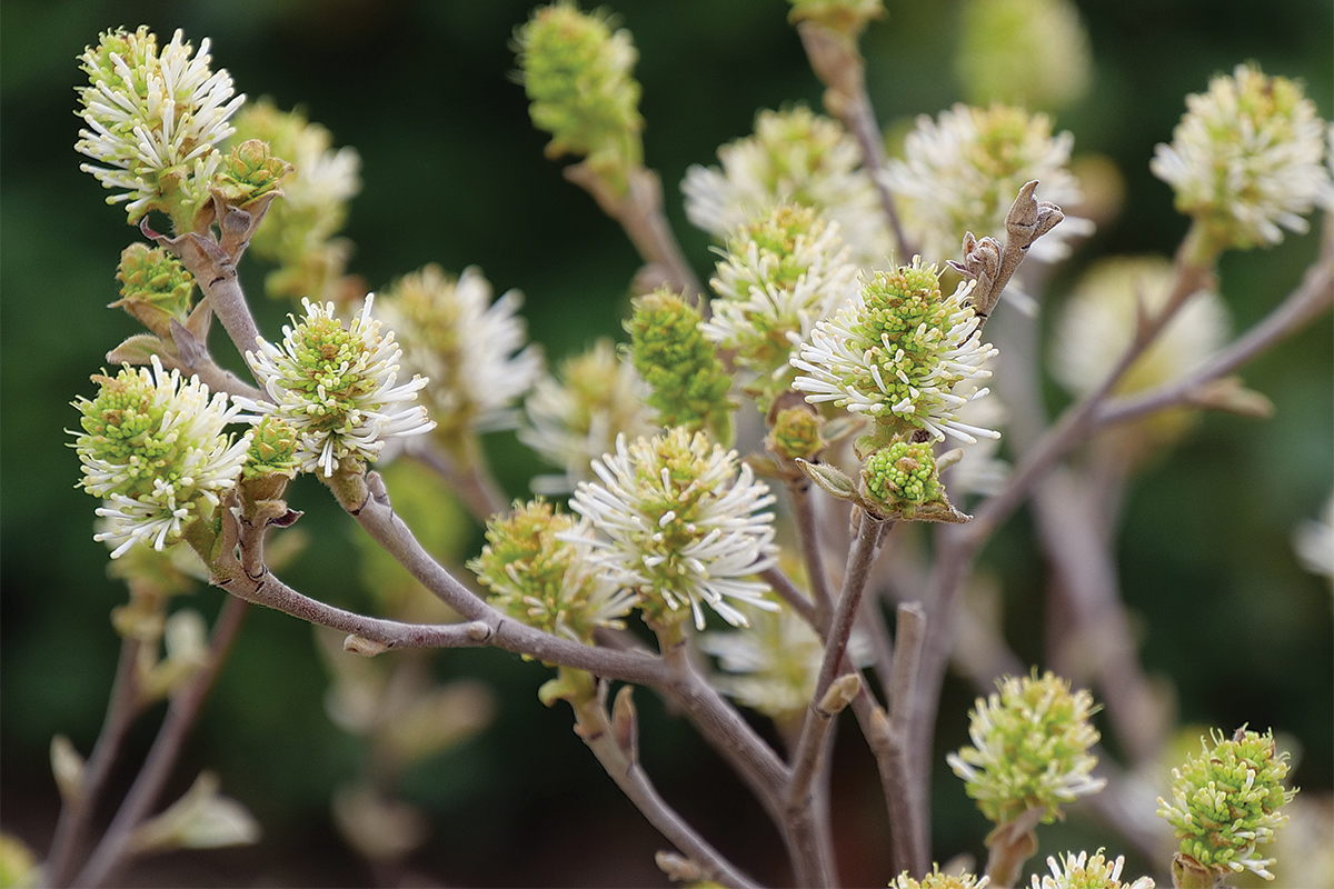 LEGEND OF THE FALL® Fothergilla - Garden Crossings