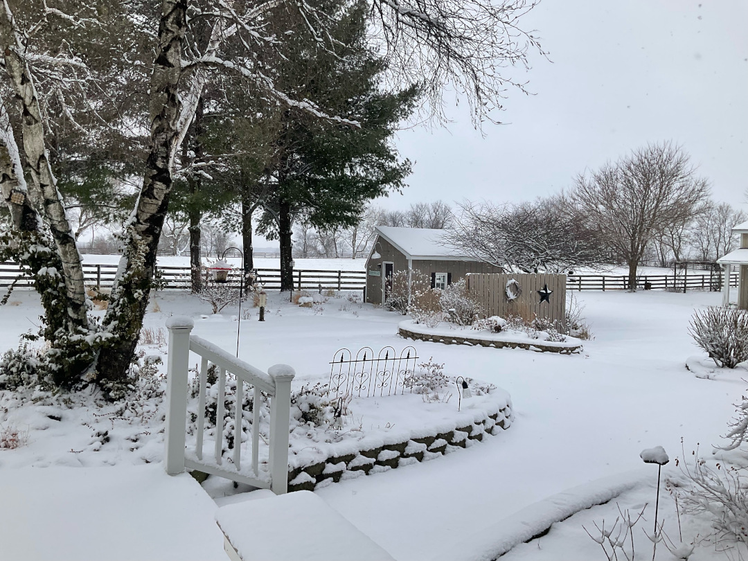 garden covered in snow