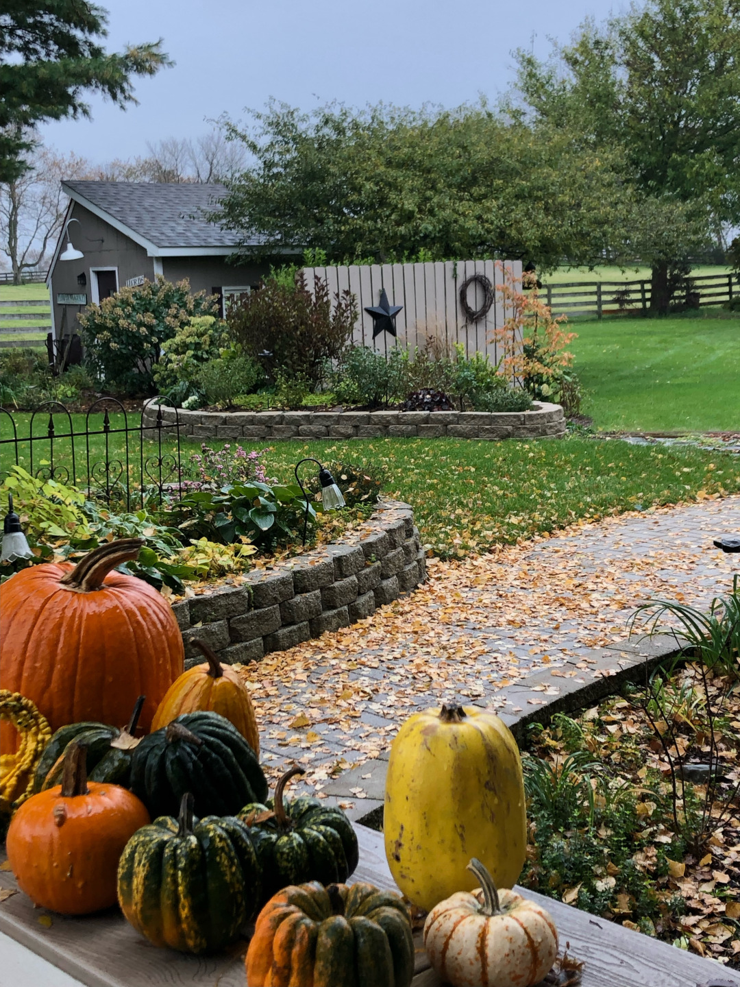 pumpkin and gourds in the garden in fall