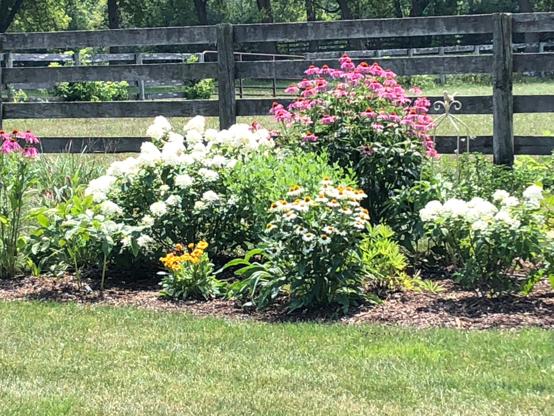 garden bed in summer full of flowers