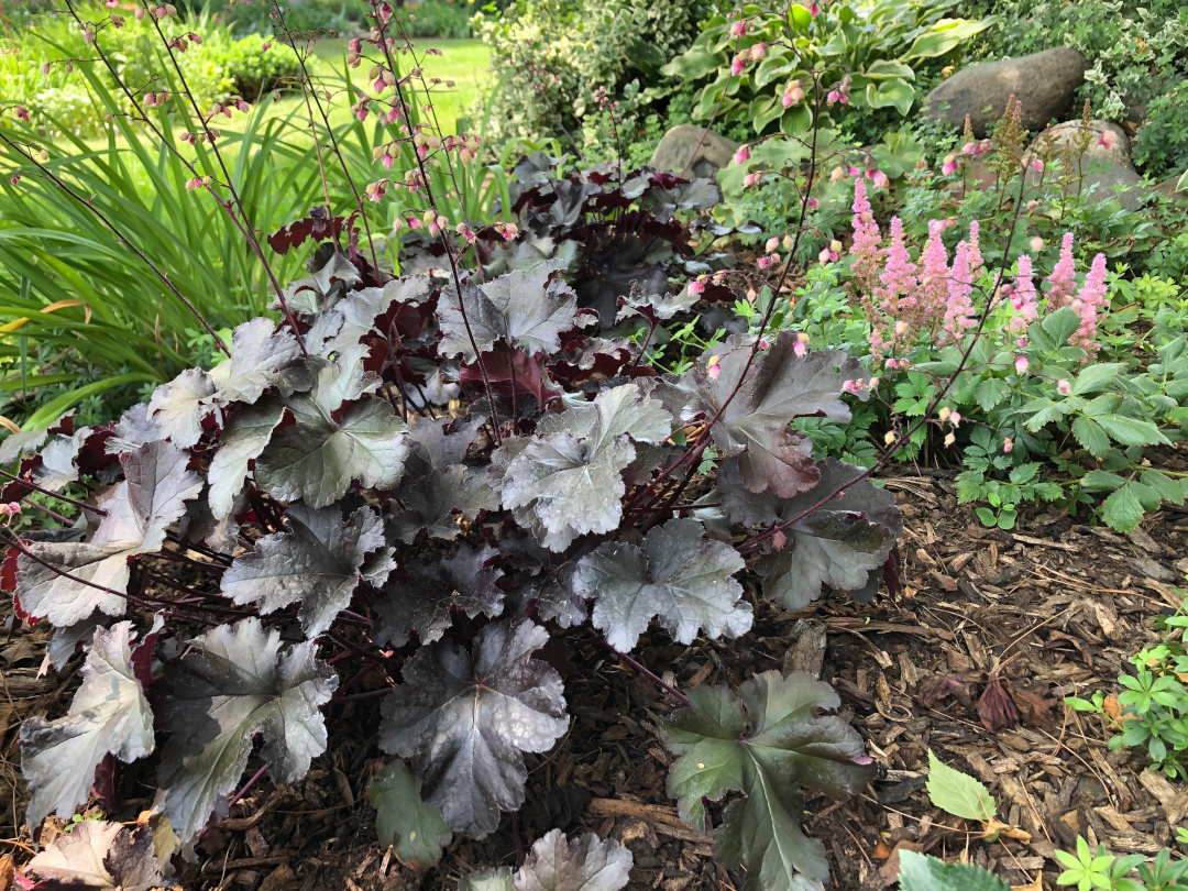 pink flowers behind a plant with dark foliage