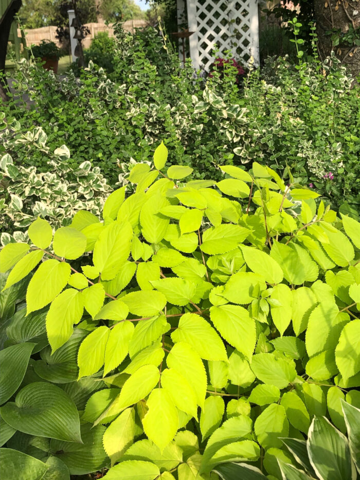 garden bed full of different foliage