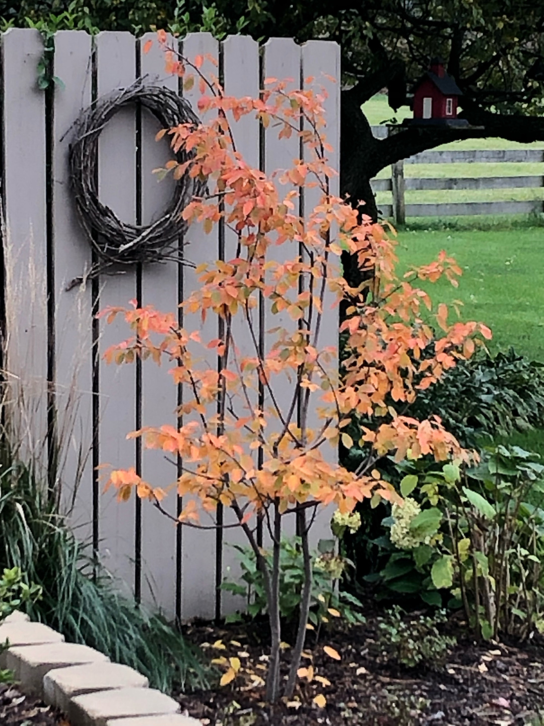 small tree in fall