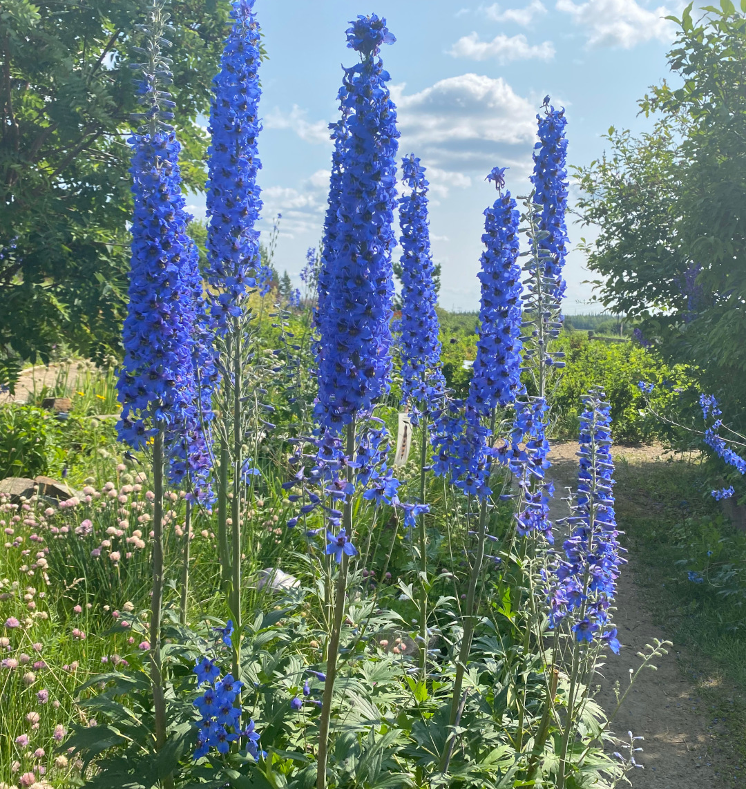 tall blue Delphinium flowers