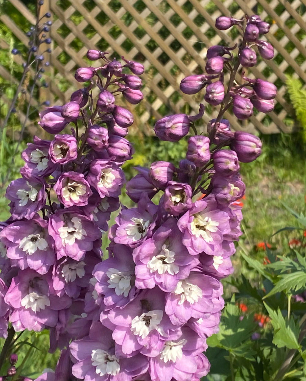 purple and white Delphinium flowers