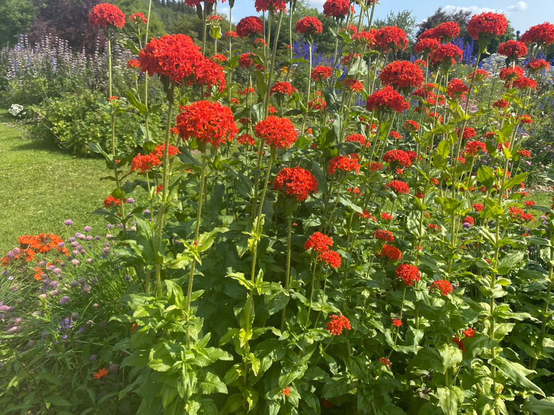 plant with bright red-orange flowers